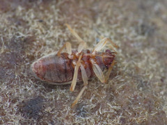 Stygnocoris mandibularis