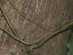 Hemidactylus frenatus