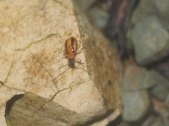 Coleoptera