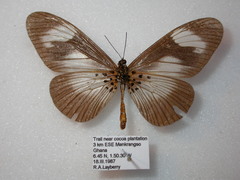 Acraea