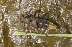 Ontholestes cingulatus
