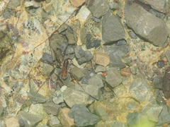 Lycosidae
