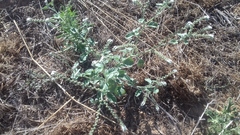 Heliotropium supinum