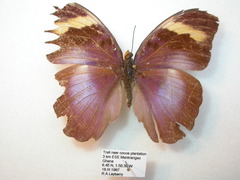 Euphaedra medon medon