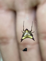 Micrathena furva
