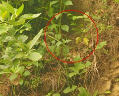 Varanus salvator bivittatus