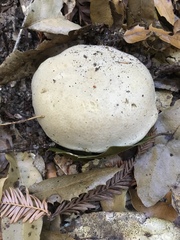 Caloboletus marshii