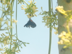 Papilio memnon