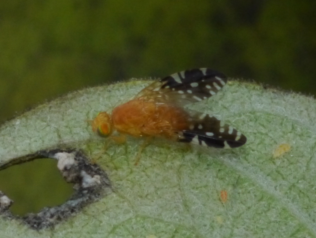 Gymnocarena norrbomi