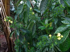 Strobilanthes crispa