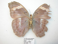 Euphaedra medon medon