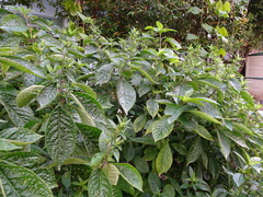 Strobilanthes crispa