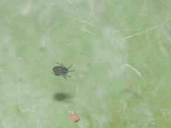 Cyrtophora unicolor