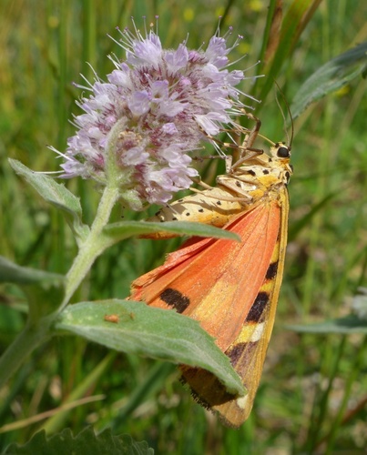 Jersey Tiger, photo 5 of 9
