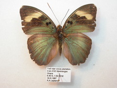 Euphaedra medon medon
