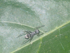 Myrmarachne jacksoni