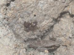 Scytodes fusca