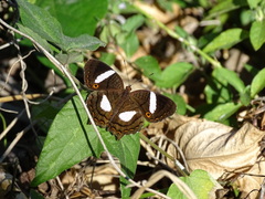 Anartia chrysopelea