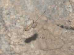 Scytodes longipes