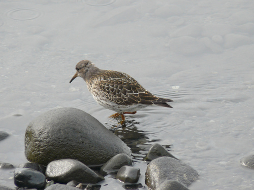 Correlimos oscuro (Calidris maritima)