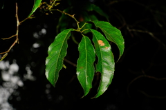 Itea parviflora