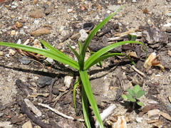 Cyperus congestus