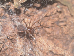 Scytodes fusca