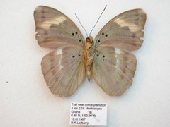 Euphaedra medon medon