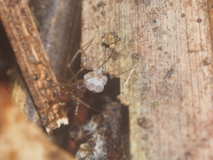 Spermophora