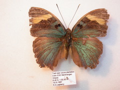 Euphaedra medon medon