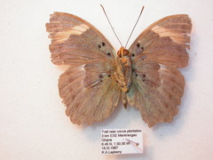 Euphaedra medon medon