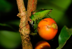 Anaca fasciata