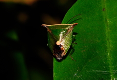 Anaca fasciata