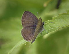 Prosotas nora ardates