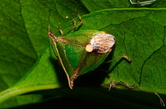 Anaca fasciata
