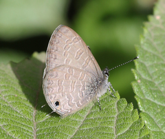 Prosotas nora ardates