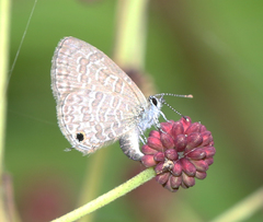 Prosotas nora ardates