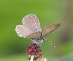 Prosotas nora ardates