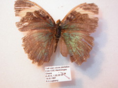 Euphaedra medon medon