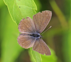 Prosotas nora ardates