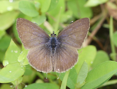 Prosotas nora ardates