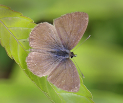 Prosotas nora ardates