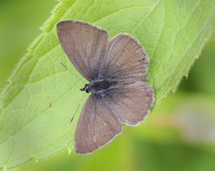 Prosotas nora ardates