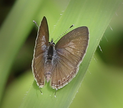 Prosotas nora ardates