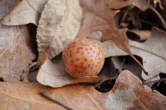 Atrusca quercuscentricola