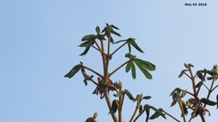 Aesculus turbinata