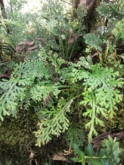 Selaginella lepidophylla