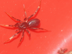 Oedignatha scrobiculata