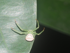 Massuria