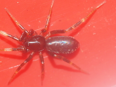 Oedignatha scrobiculata